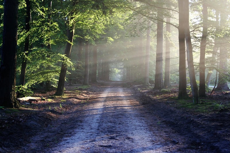 Silent Stroll in Nature